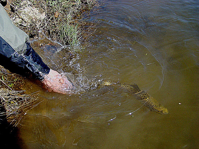 Złów i wypuść - www.catchandrelease.pl - Catch&Release