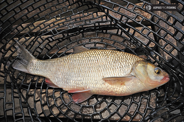 Złów i wypuść - www.catchandrelease.pl - C&R